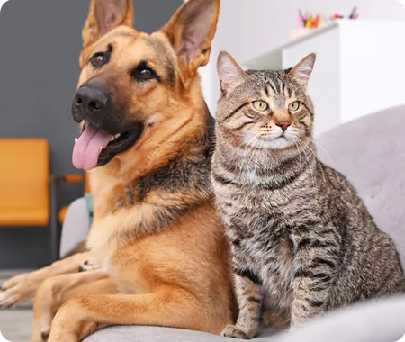 A dog and a cat