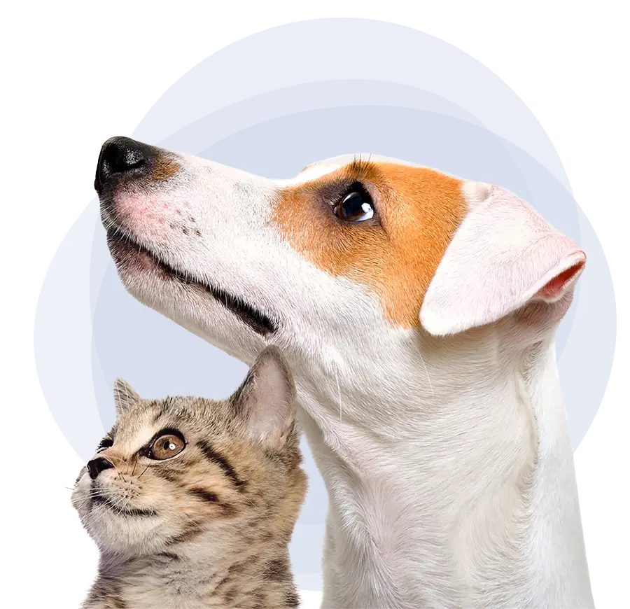 hero-dog-cat-900