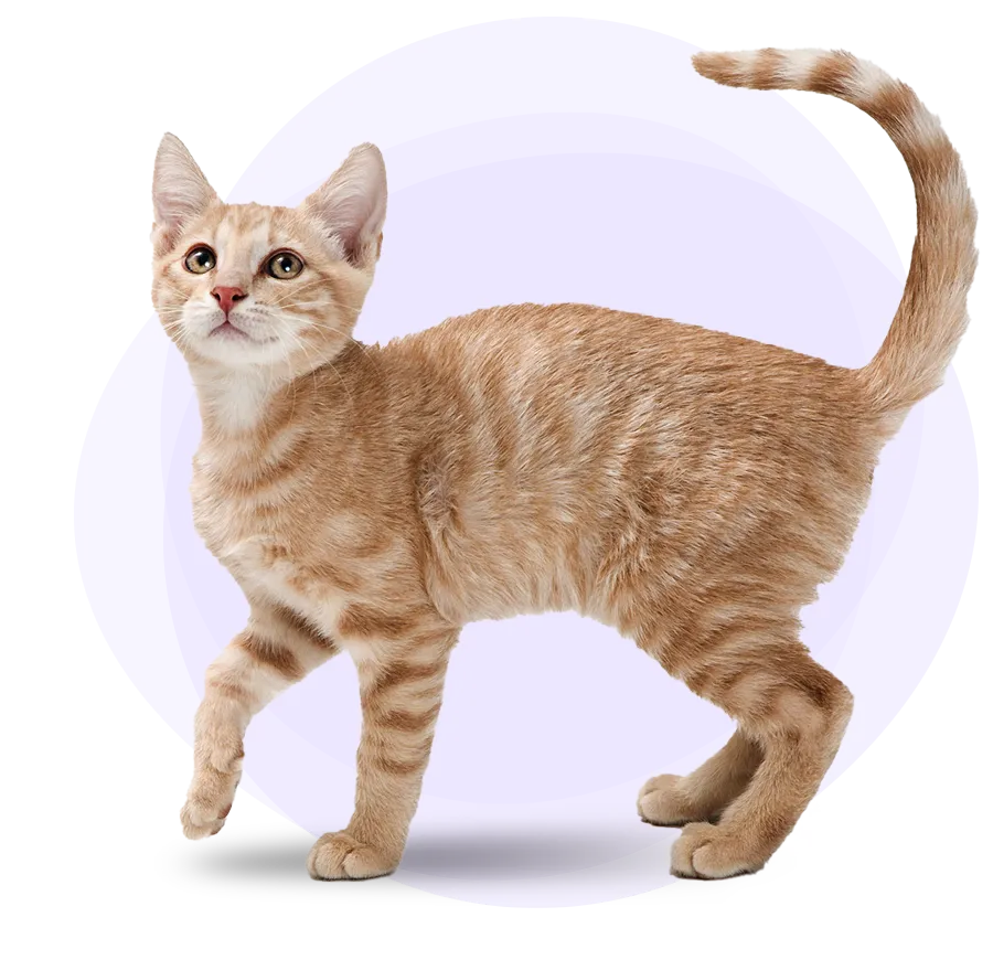 hero-orange-cat-900