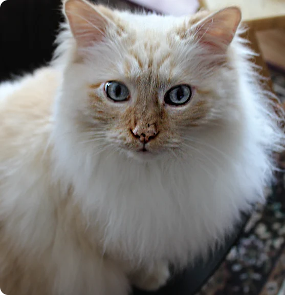 A white cat
