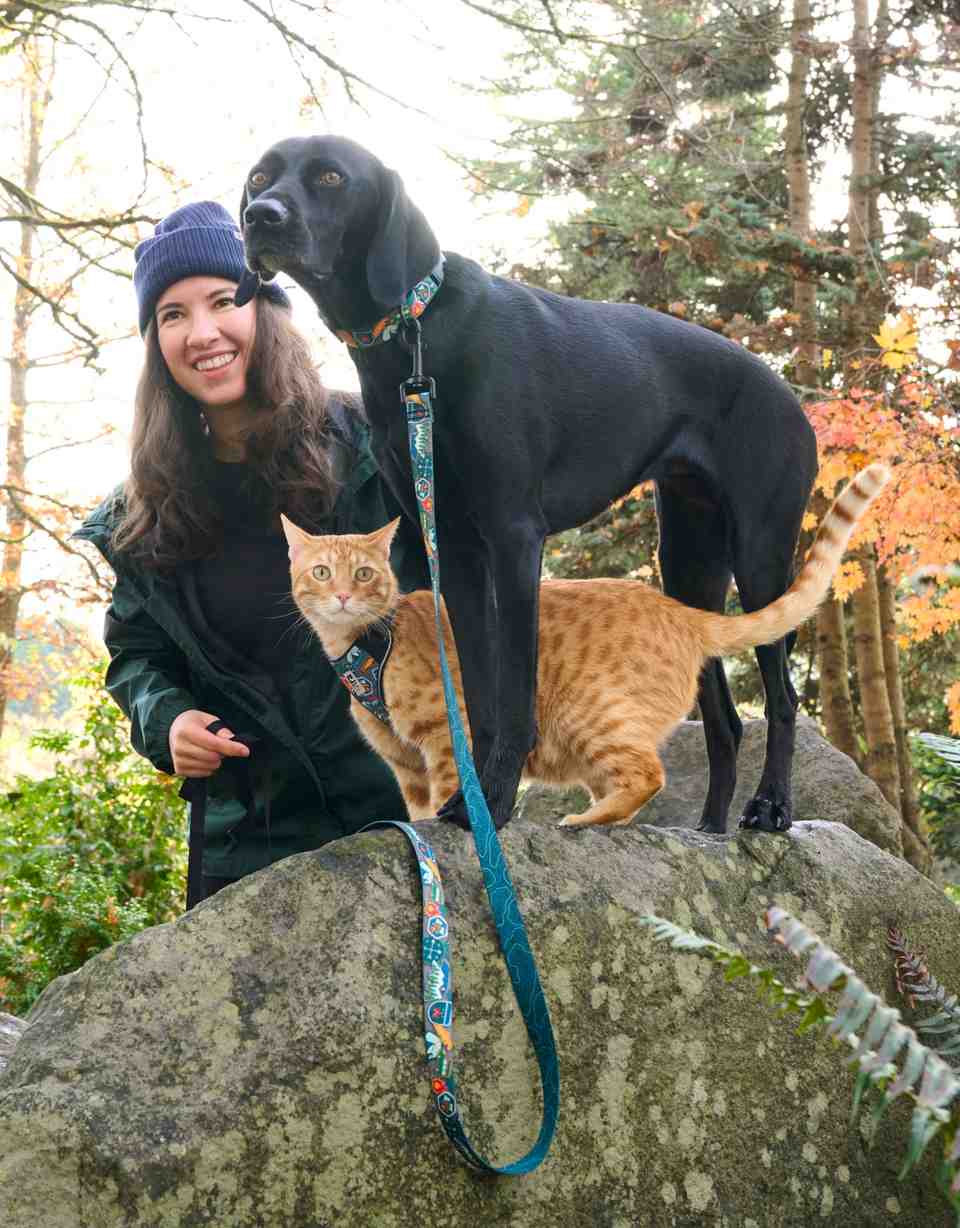 A dog and a cat on a big rock