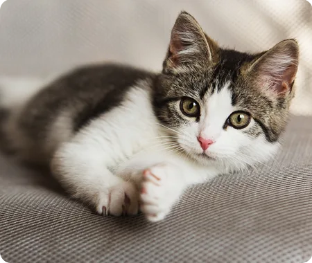 A kitten