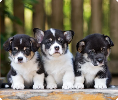 Three black, white and brown puppies sitting outside