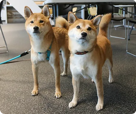 Two Shibu Inus
