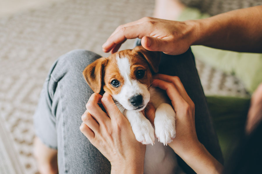 A puppy on someone's knees