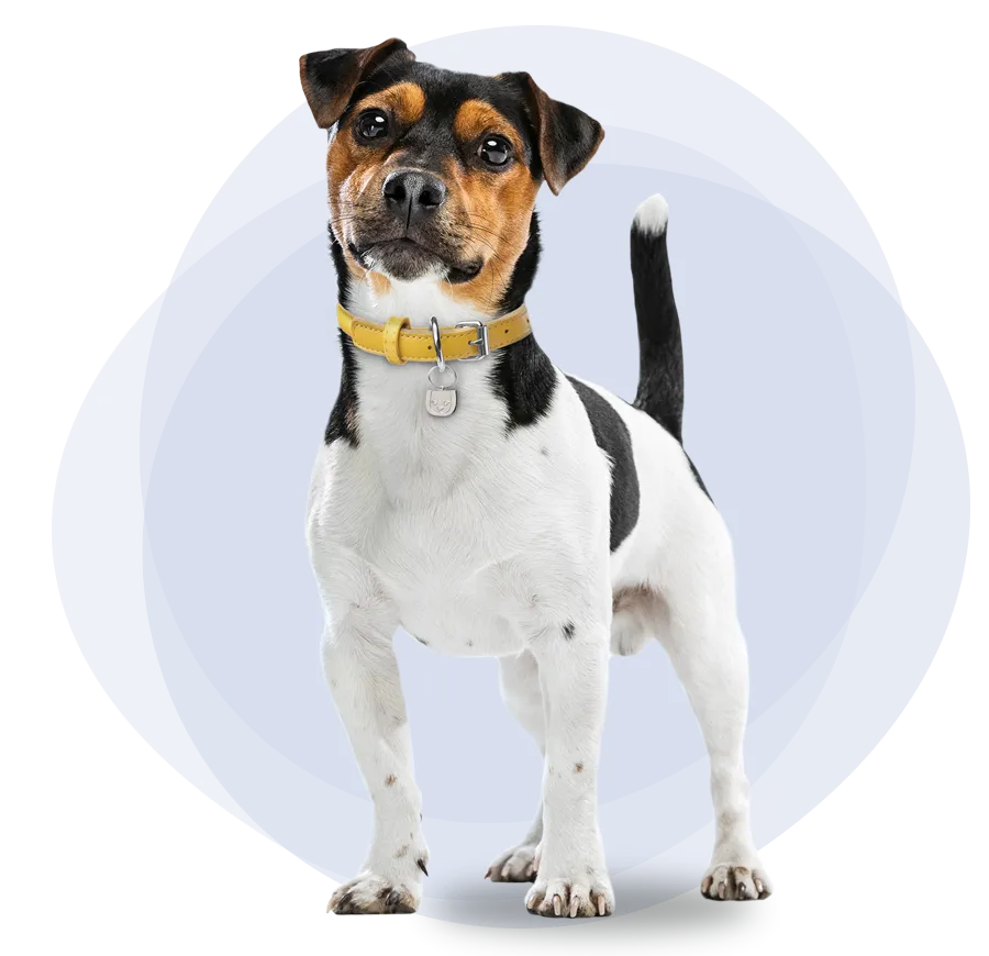 Happy-looking multicolor Australian Shepherd dog facing forward to learn about pet insurance claims.