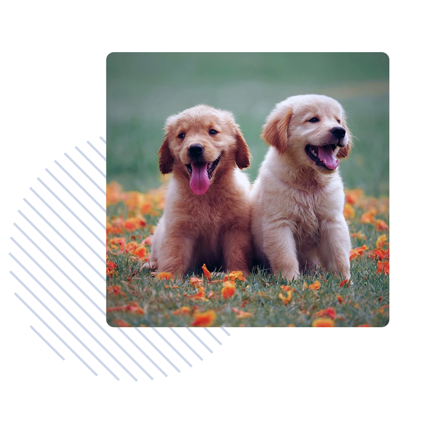 hero-breeder-main-puppies-900-webp