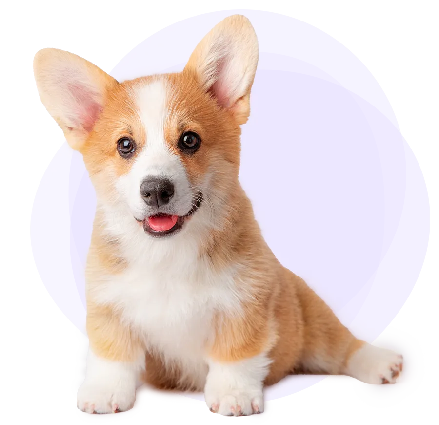 A Corgi dog