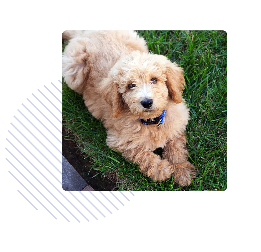 A dog laying in the grass