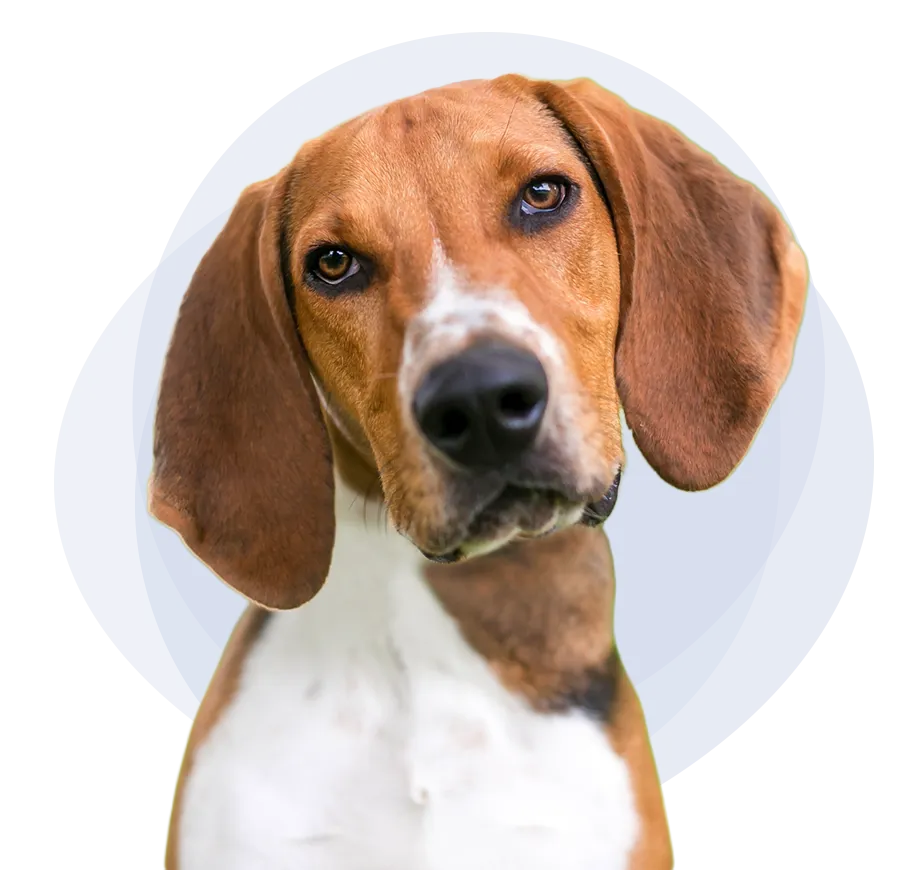 Hound dog