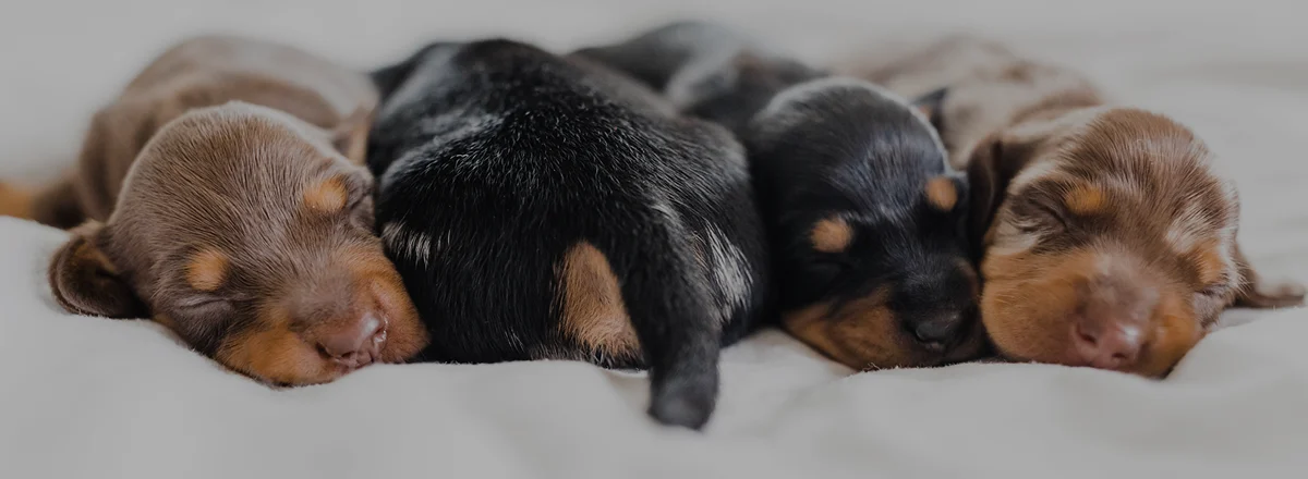 Sleeping puppies