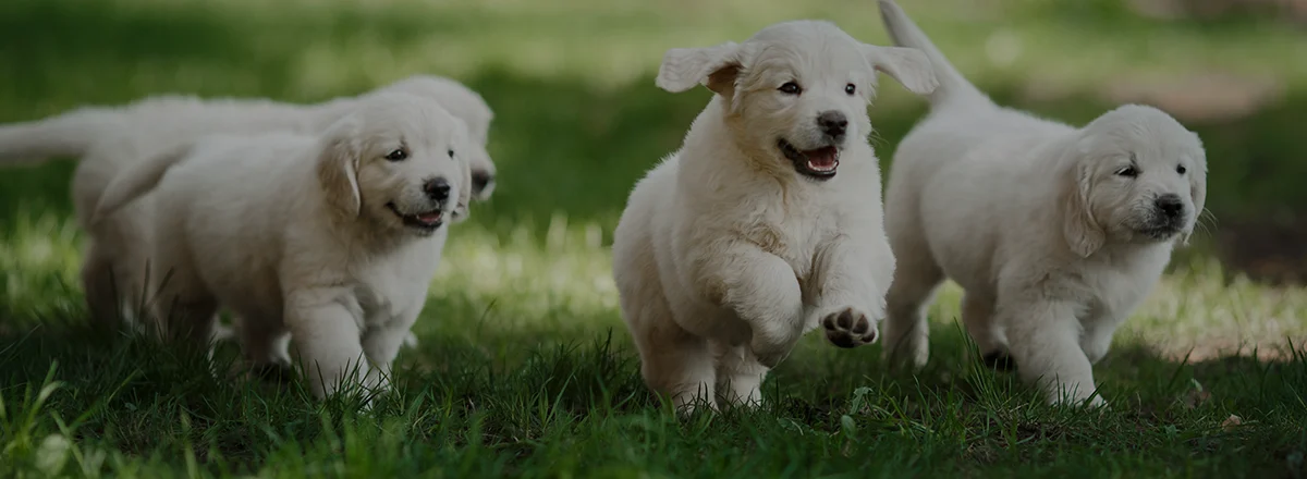Labrador Retriever puppies running through the grass