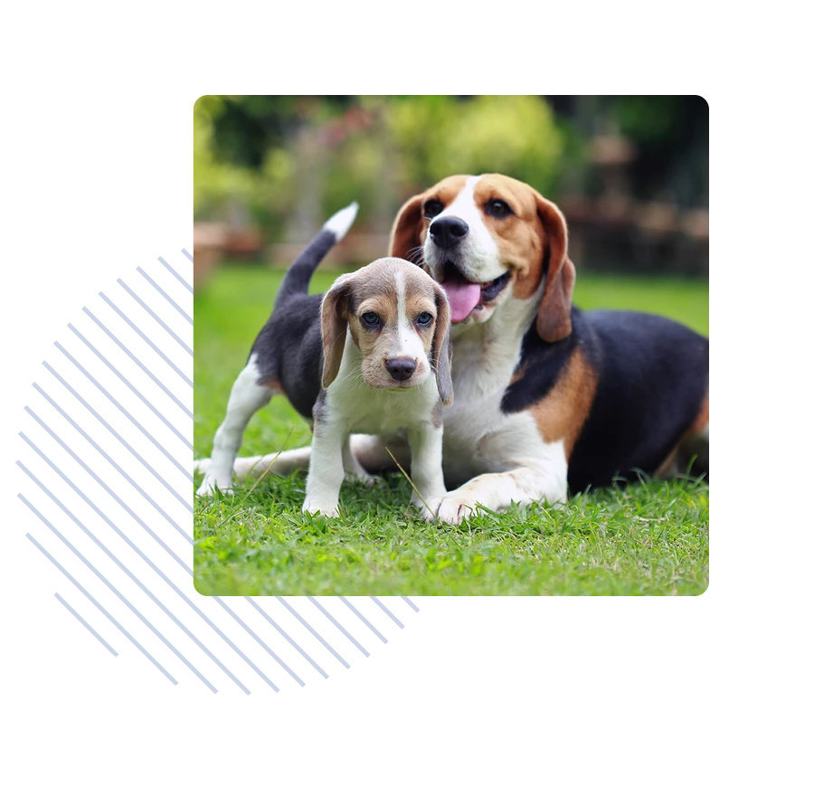 Two beagles playing in the grass
