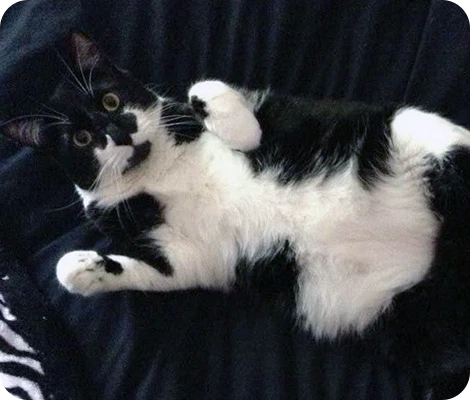 Bishop the cat