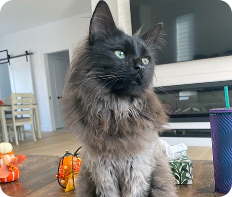 Lando the cat