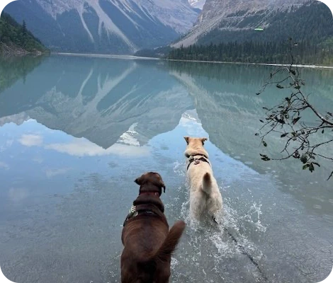 Two dogs in the water