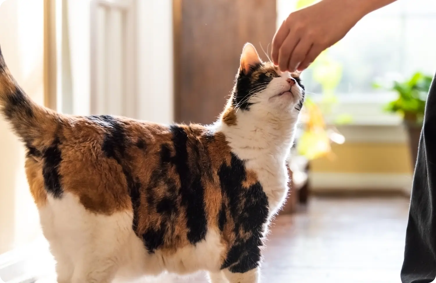 A cat getting petted