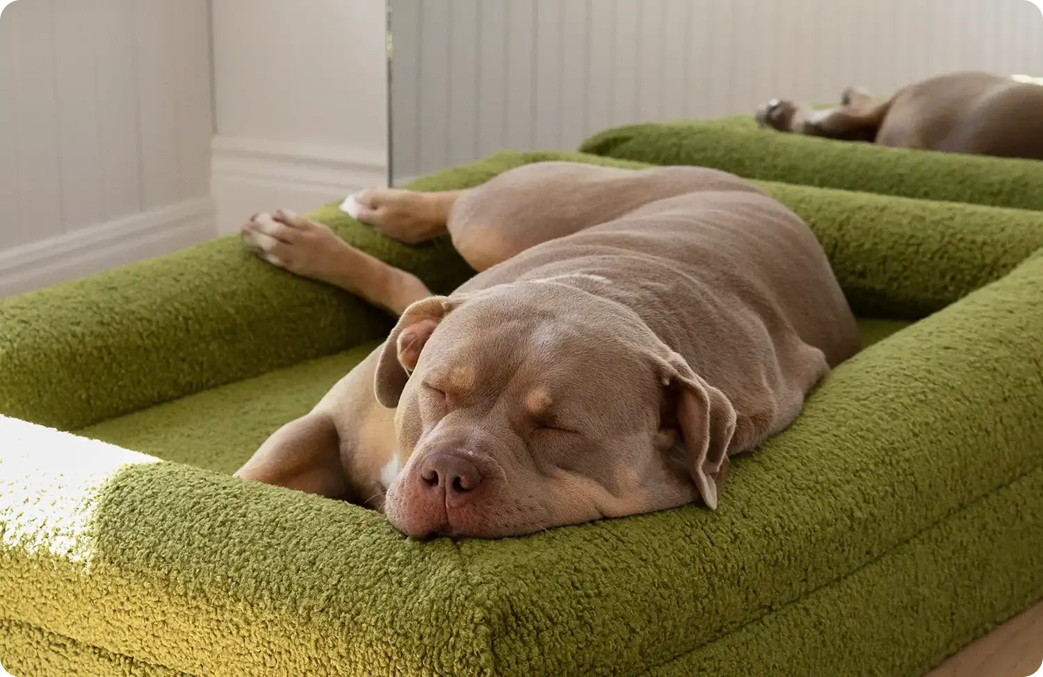 A dog lying in a green bed