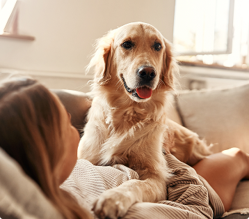 A dog lying on top of a woman on the couch