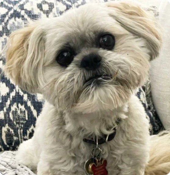 Dresden the little dog