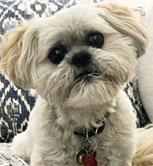 Dresden the little dog
