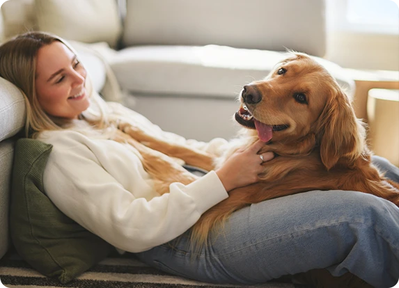 A golden retriever with its tongue hanging out