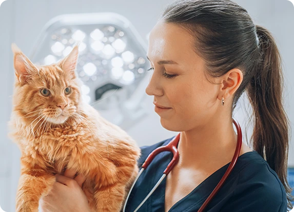 A vet holding an orange cat