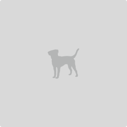 Dog icon