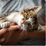A cat in someone's arms