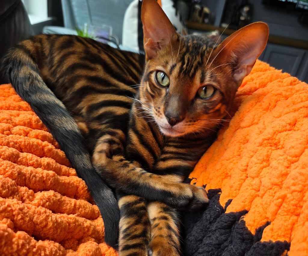cat named Who Dey relaxing on his Bengals blanket