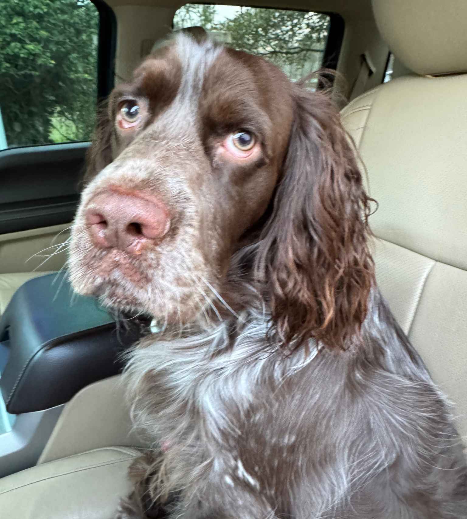 Dog named Payton Manning traveling to watch the game