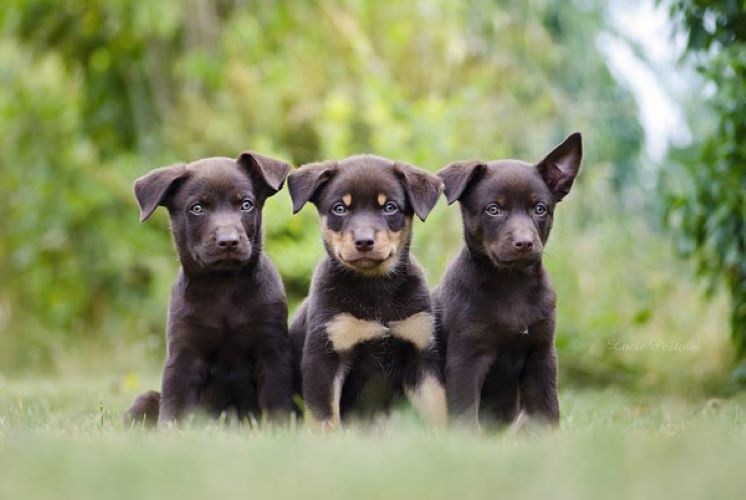 group of puppies sitting together on green grass