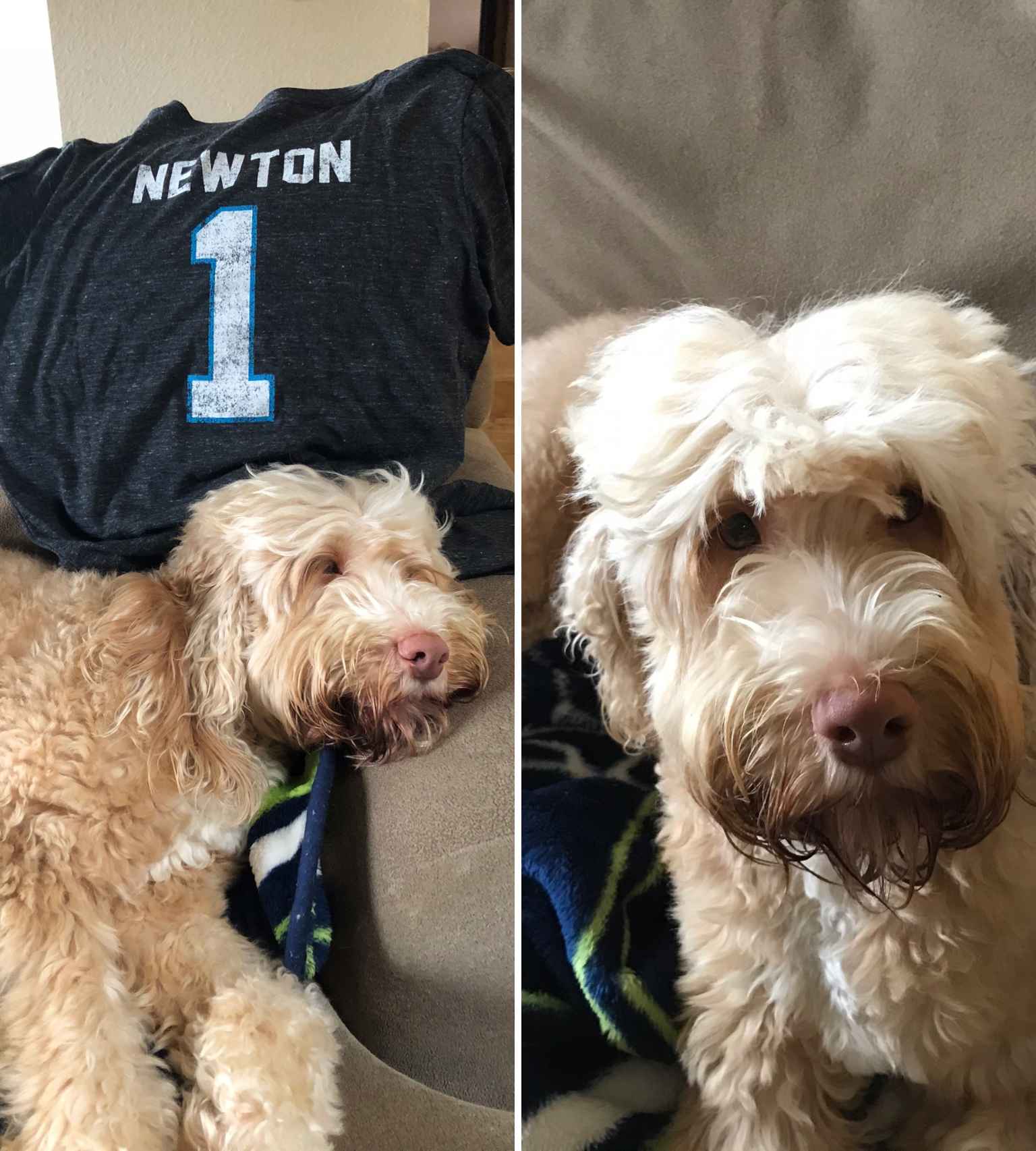 Dog named Cam Newton with their favorite shirt