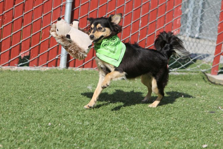 shelter dog playing outside