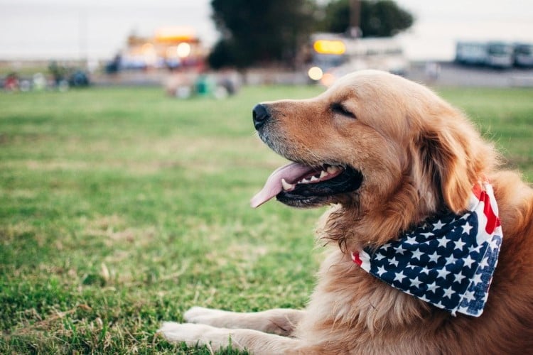 Memorial Day BBQ Foods That Are Dangerous For Dogs