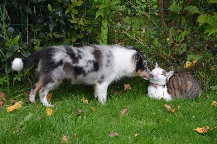 Cat and dog resting in the backyard
