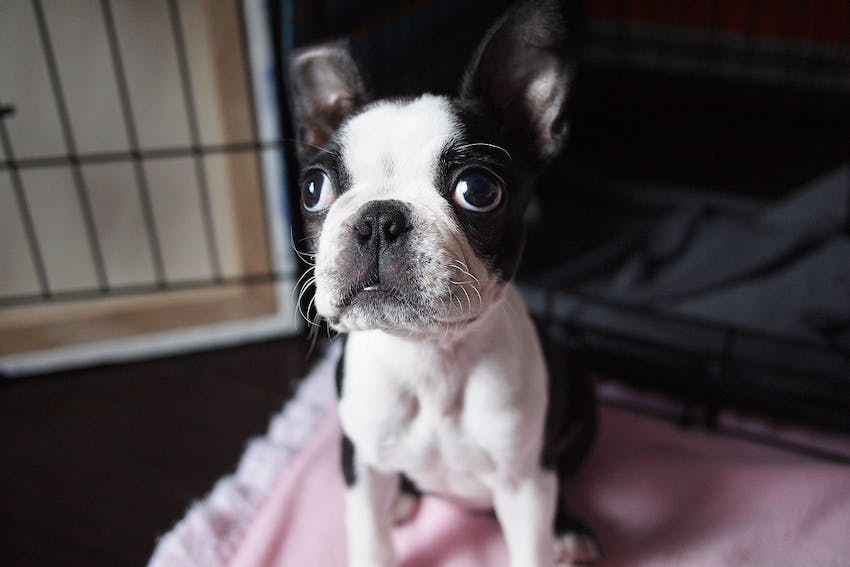 A Boston Terrier puppy looking up from a crate in an animal shelter.