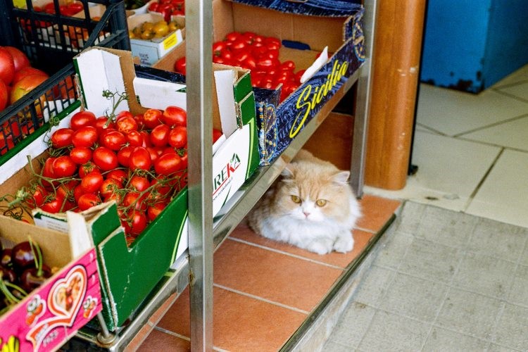 cat resting underneath produce shelves at a grocery store