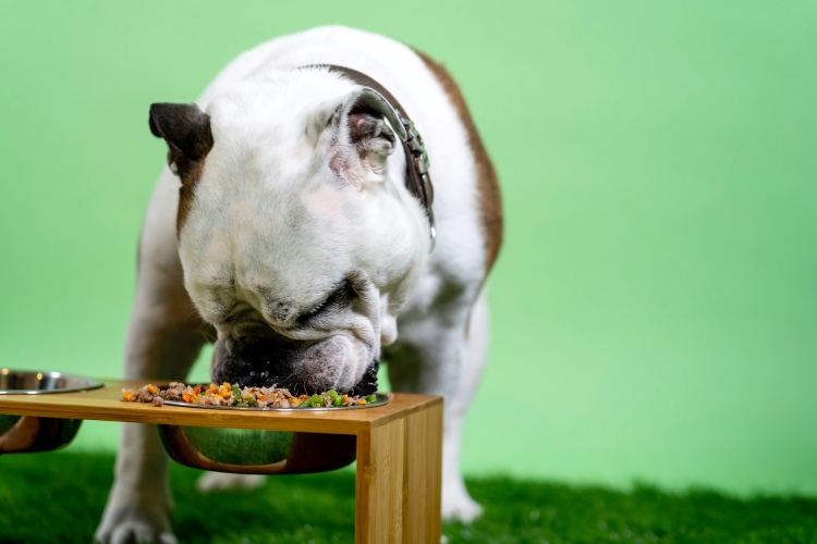 bulldog eating dog food with vegetables