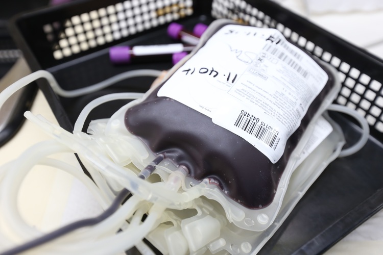 can-dogs-cats-donate-blood