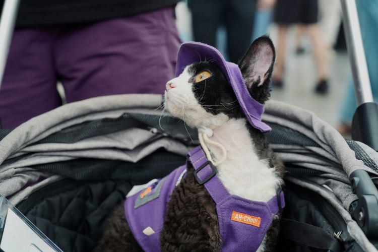 cat in purple outfit traveling with owner
