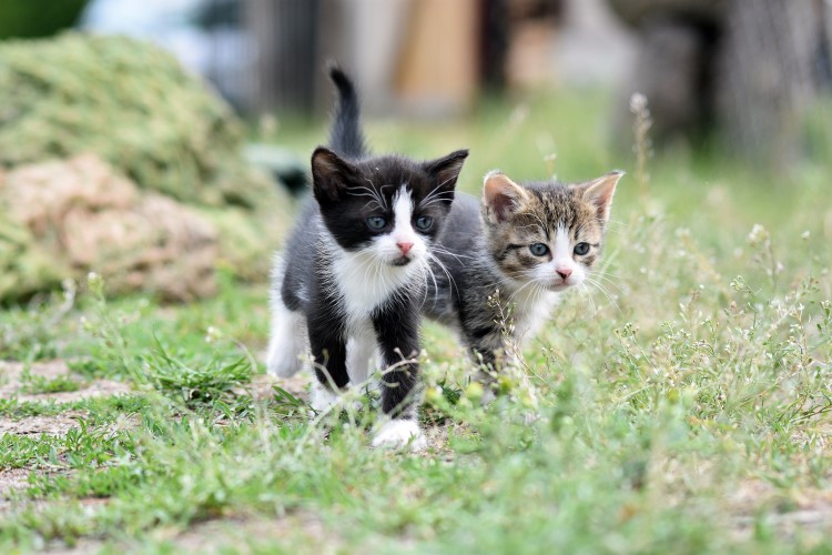 two kittens exploring backyard