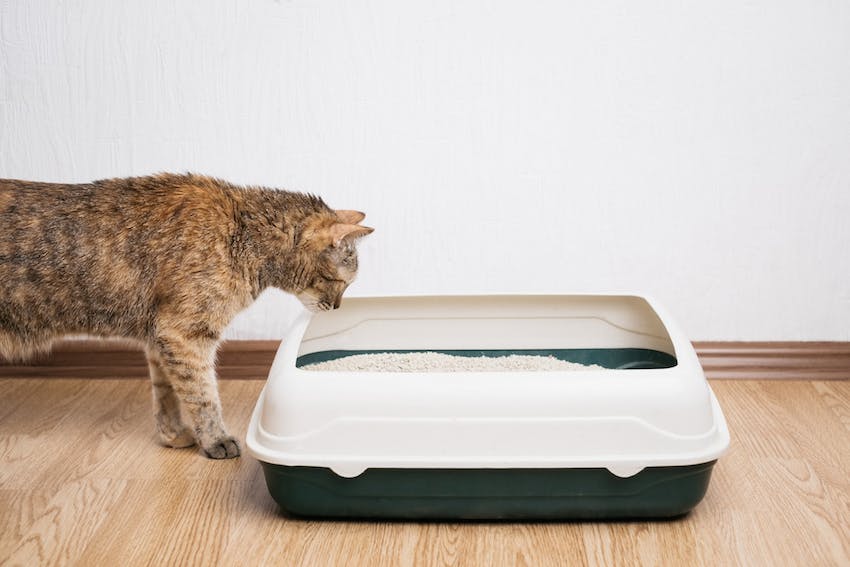 A cat looking down into a little box on a wood floor
