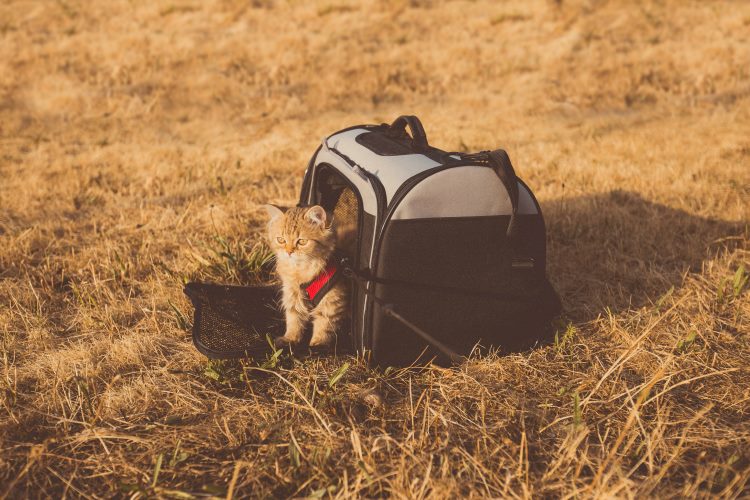 kitten sitting inside a cat carrier