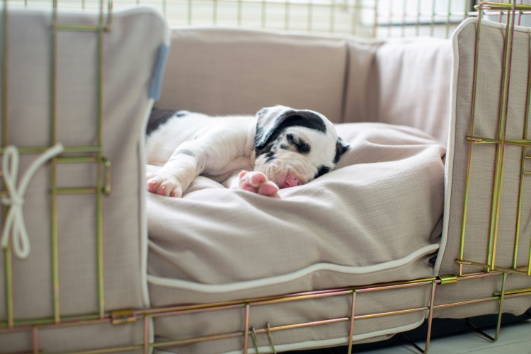 puppy sleeping in dog bed