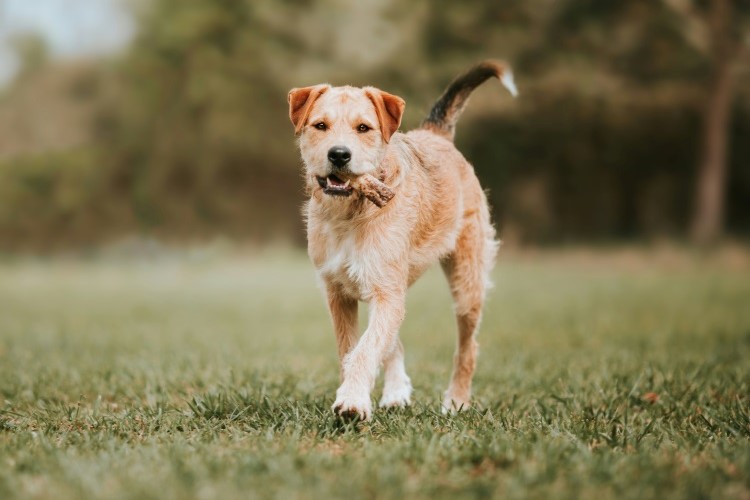 Dog walking with a bone outdoors