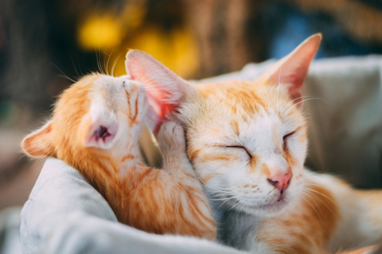 common-kitten-health-conditions