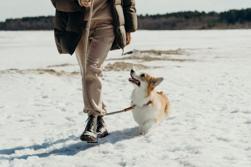 A corgi looks up at the human it is walking with across a winter field with snow