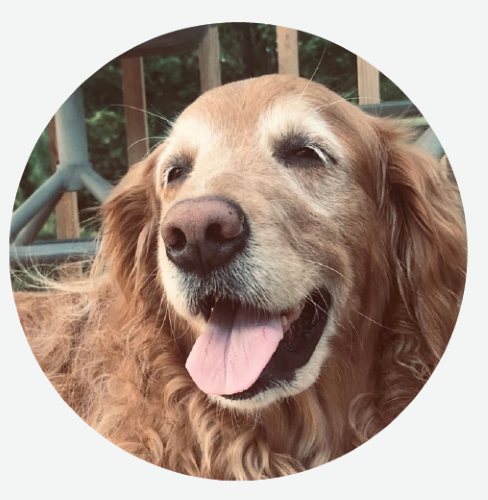 Golden Retriever Daisy