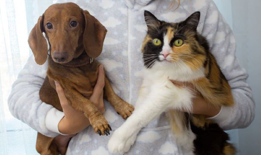 Woman holding dog and cat